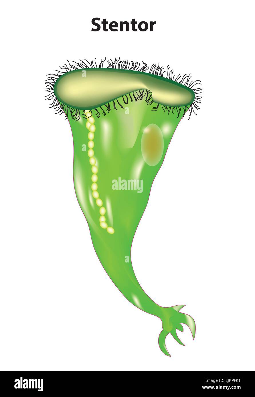 Anatomia di Stentor Foto Stock