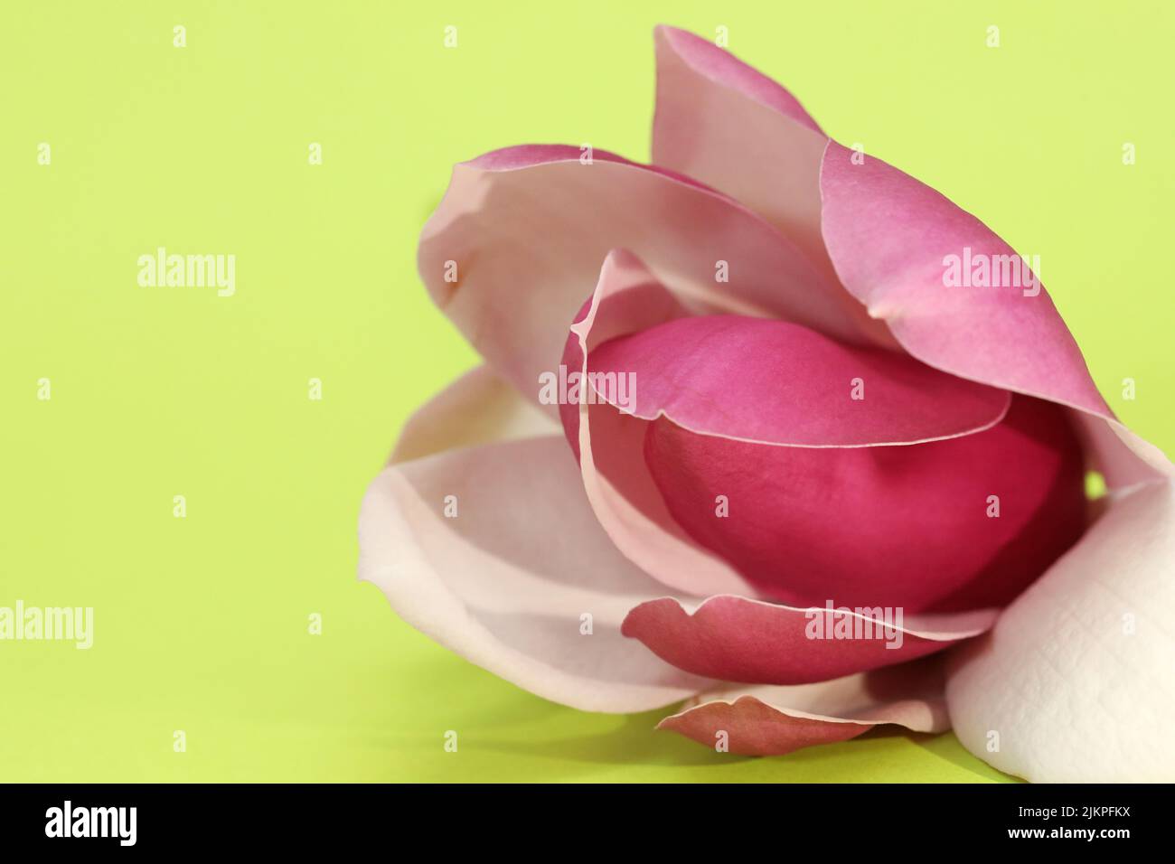 Un bel fiore di magnolia rosa, magenta e viola e delicati petali isolati su un chiaro sfondo verde lime Foto Stock