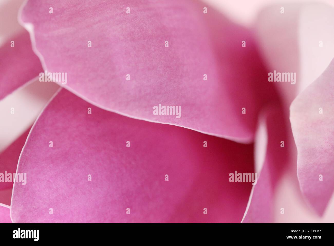 Un'estrema macro da vicino delle pieghe e delle forme petali all'interno di un bellissimo fiore o fiore rosa Magnolia. Astratto sfondo morbido texture stile Foto Stock