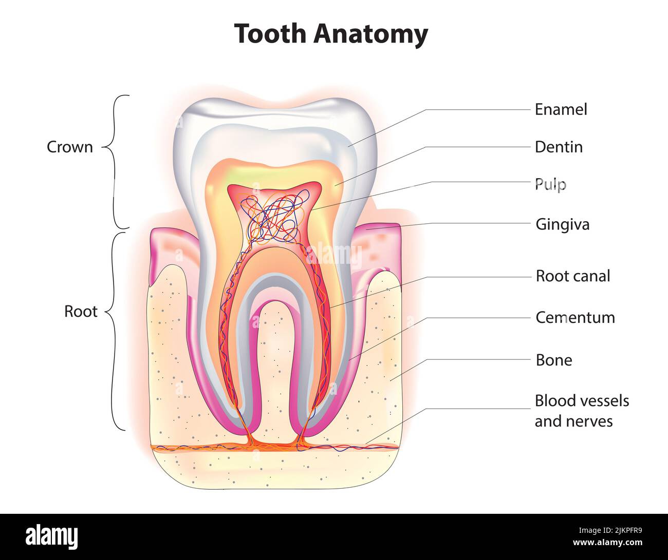Anatomia del dente Foto Stock