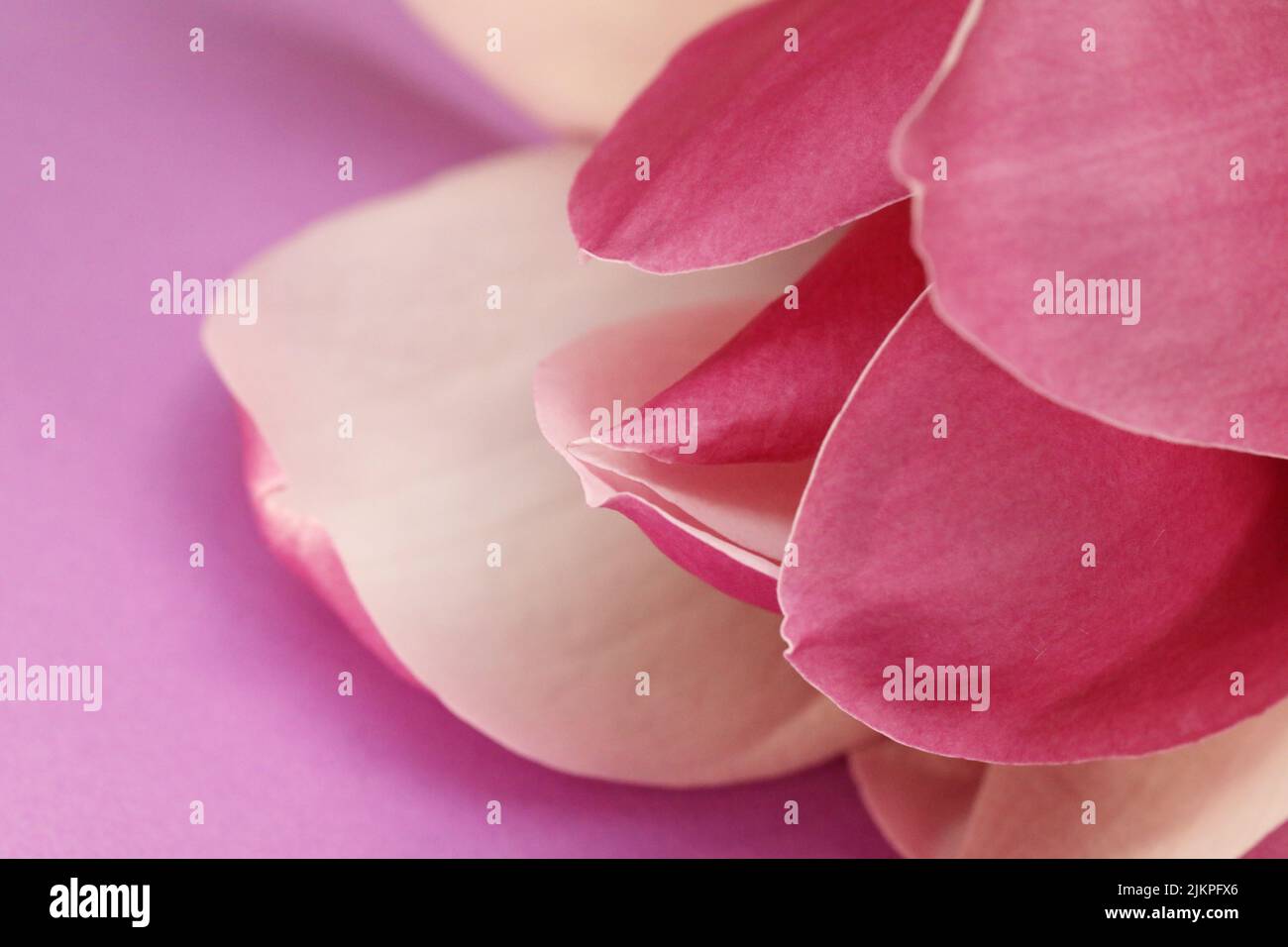 Un macro primo piano di petali di fiori di magnolia rosa magenta su un armonioso sfondo viola. Foto Stock