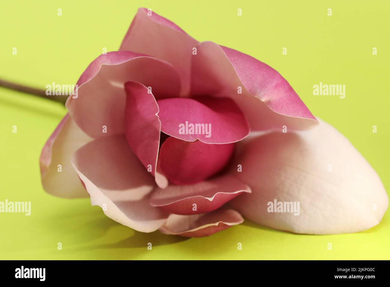 Un'immagine ad alto contrasto di un bellissimo isolato closeup rosa magnolia fiore, stelo e petali su uno sfondo giallo chiaro verde Foto Stock