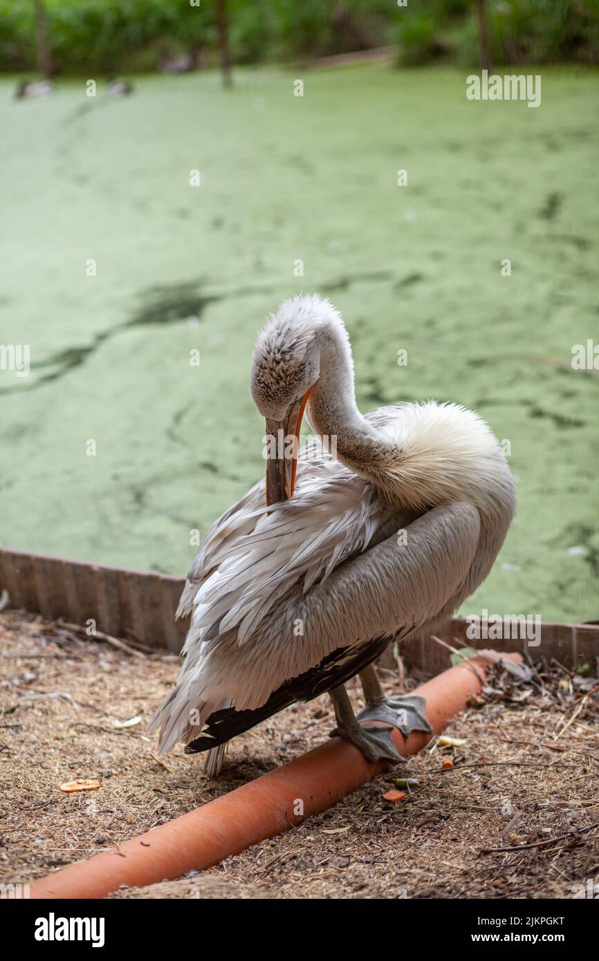 Una bella grande pellicana bianca sulla riva pulisce le piume nel primo piano dello zoo. Un uccello con un becco grande che cattura il pesce. Foto Stock