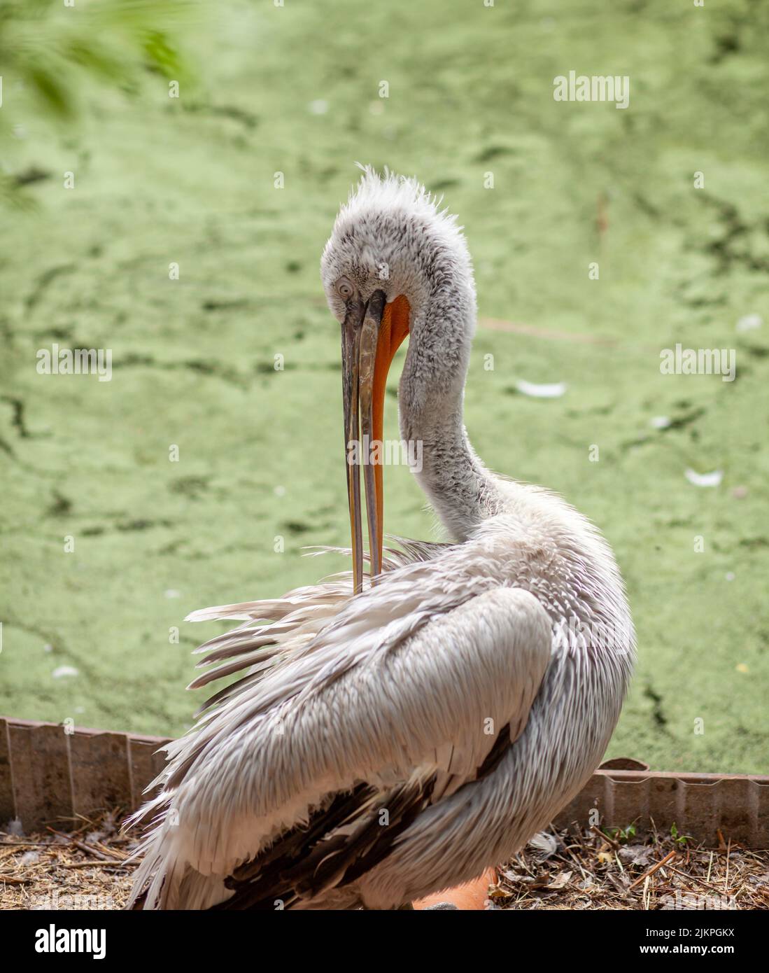 Una bella grande pellicana bianca sulla riva pulisce le piume nel primo piano dello zoo. Un uccello con un becco grande che cattura il pesce. Foto Stock