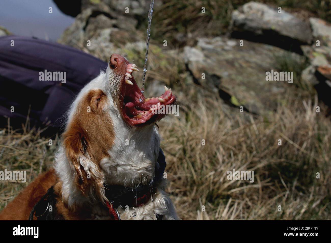 Acqua potabile per cani da bottiglia di plastica Foto Stock