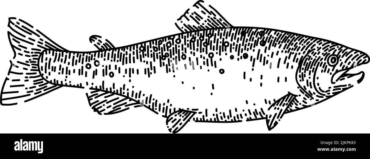 pesce salmone schizzo vettore disegnato a mano Illustrazione Vettoriale