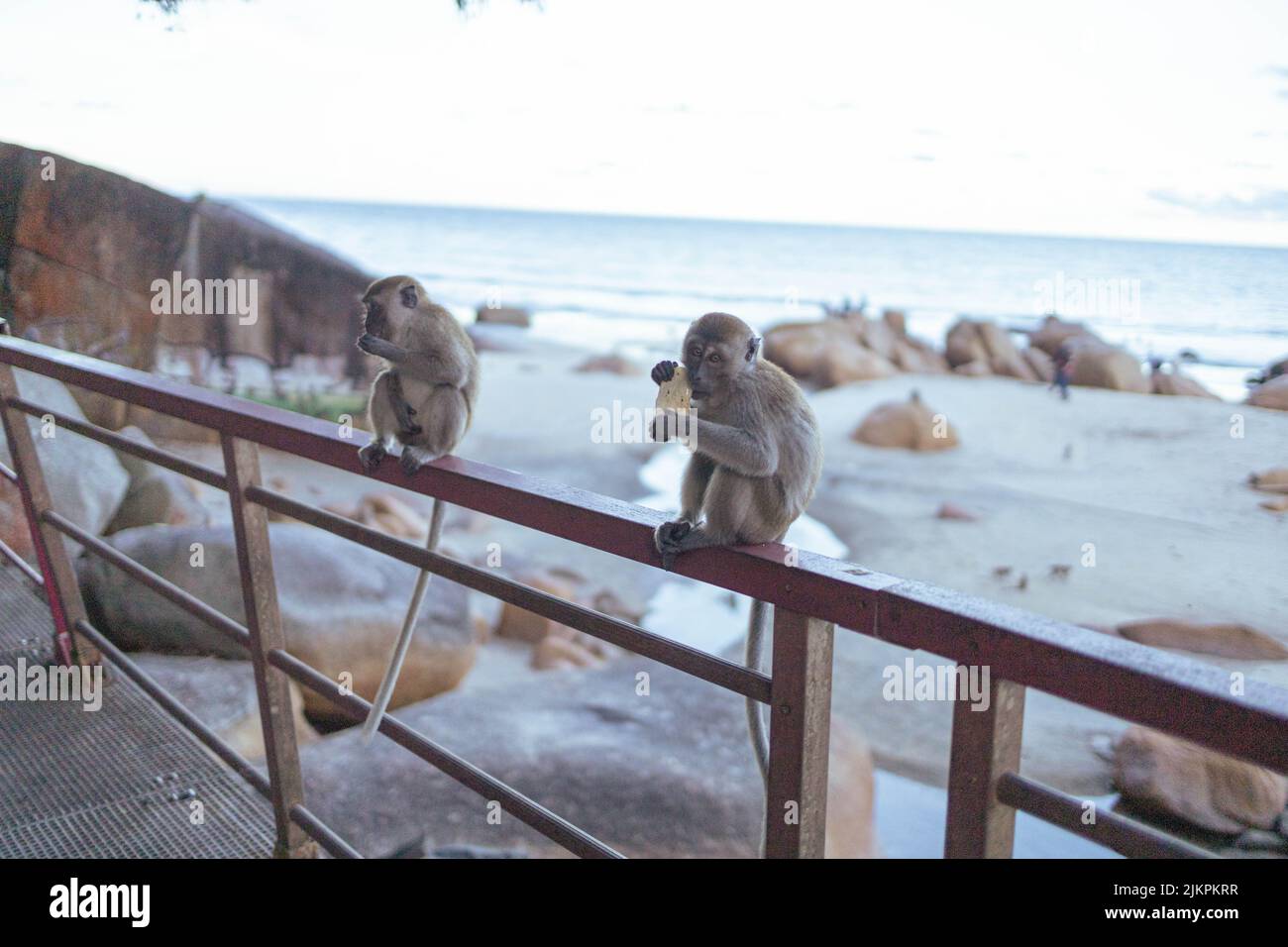 Scimmie di mare immagini e fotografie stock ad alta risoluzione