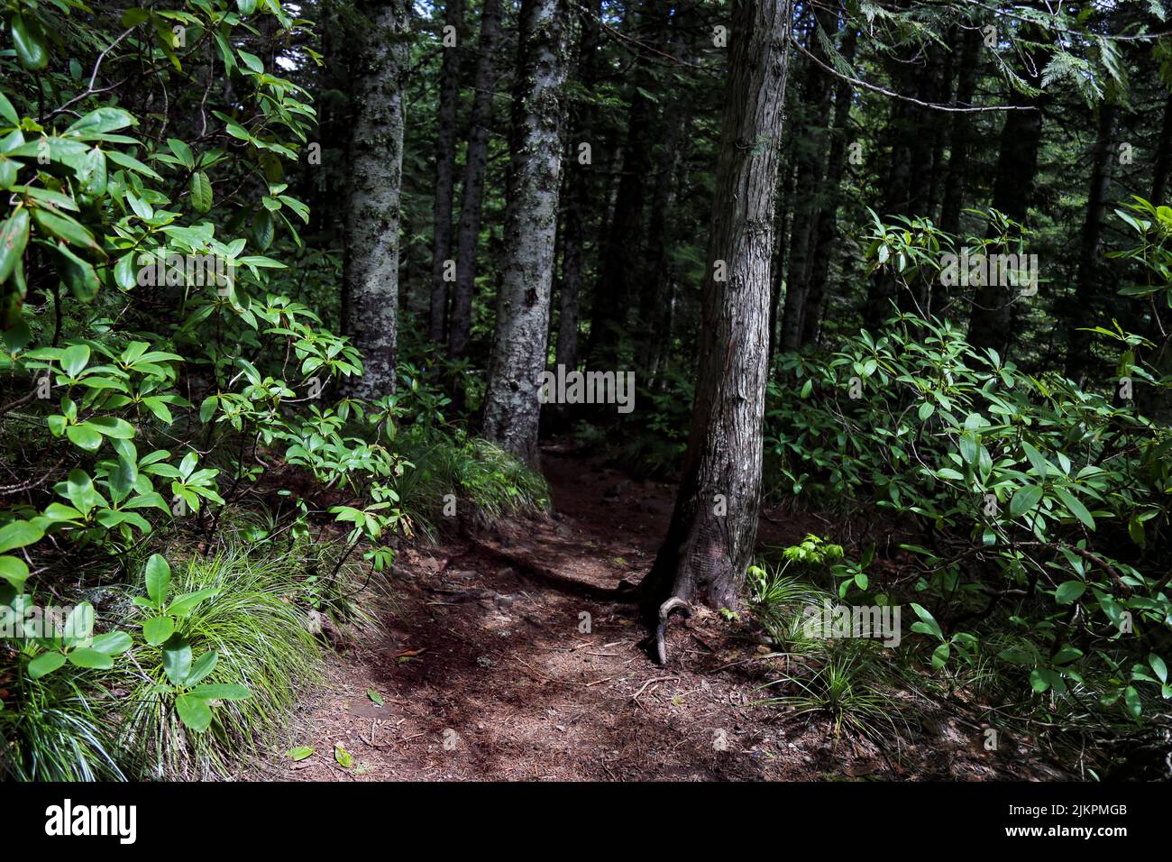 Uno stretto sentiero nel bosco selvaggio Foto Stock