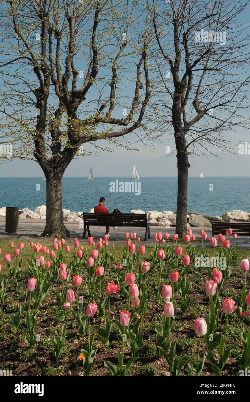 Uno scatto verticale di tulipani in un parco sullo sfondo del Lago di Garda. Desenzano del Garda, Italia. Foto Stock