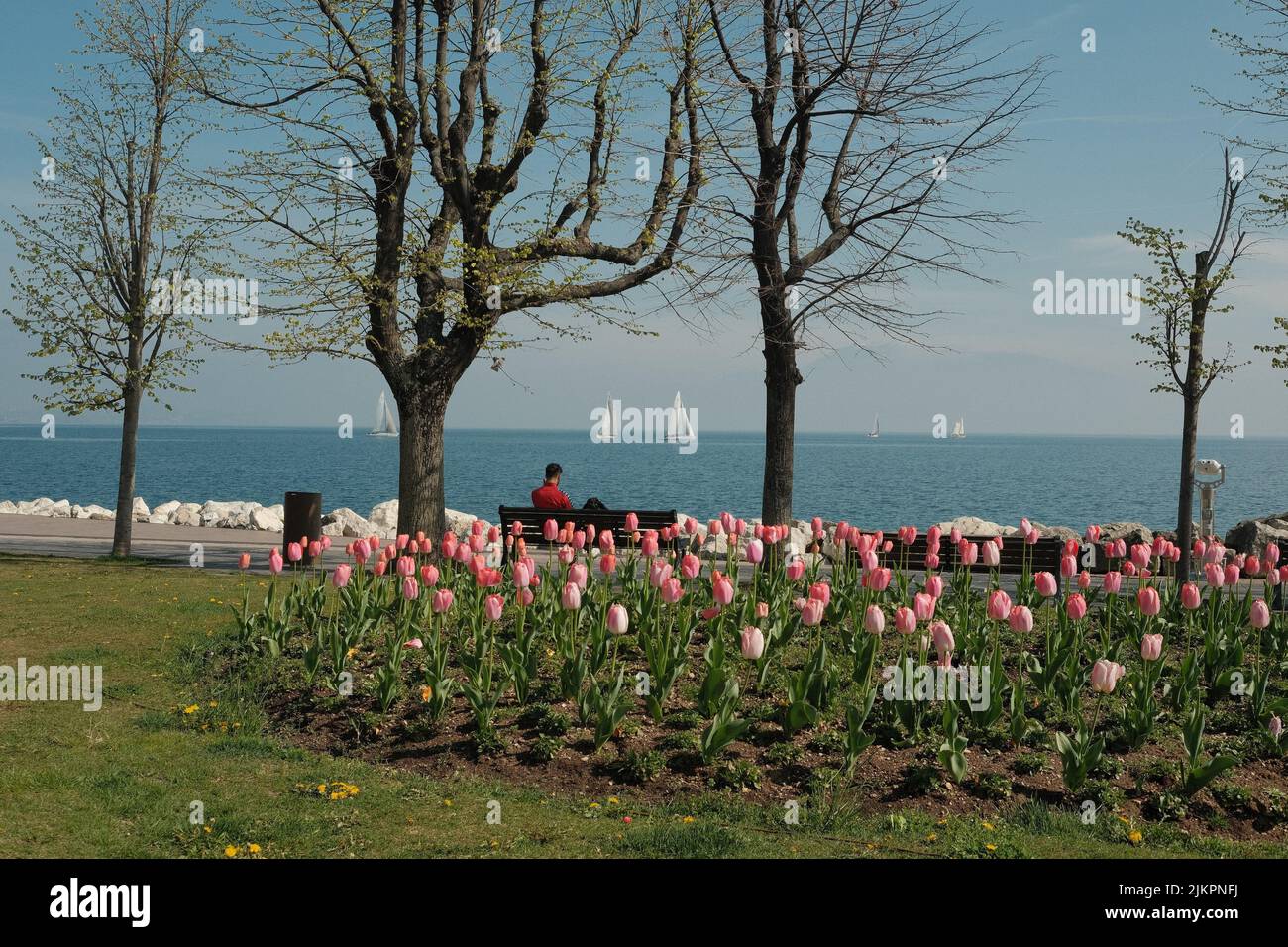 La vista dei tulipani nel parco sullo sfondo del Lago di Garda. Desenzano del Garda, Italia. Foto Stock