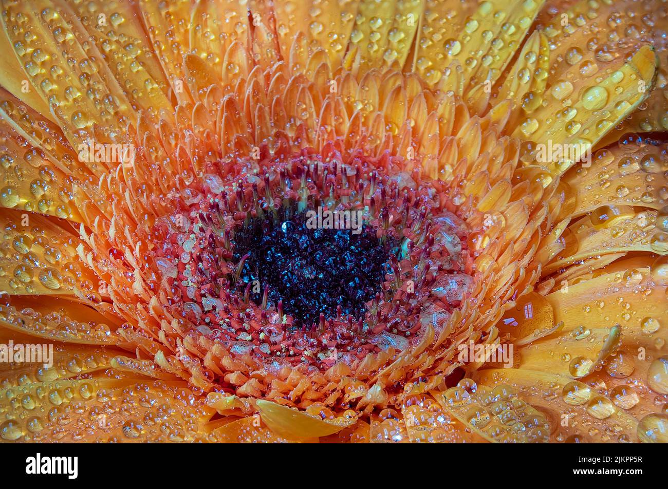 Il primo piano di petali di margherita arancioni con gocce d'acqua su di esso Foto Stock