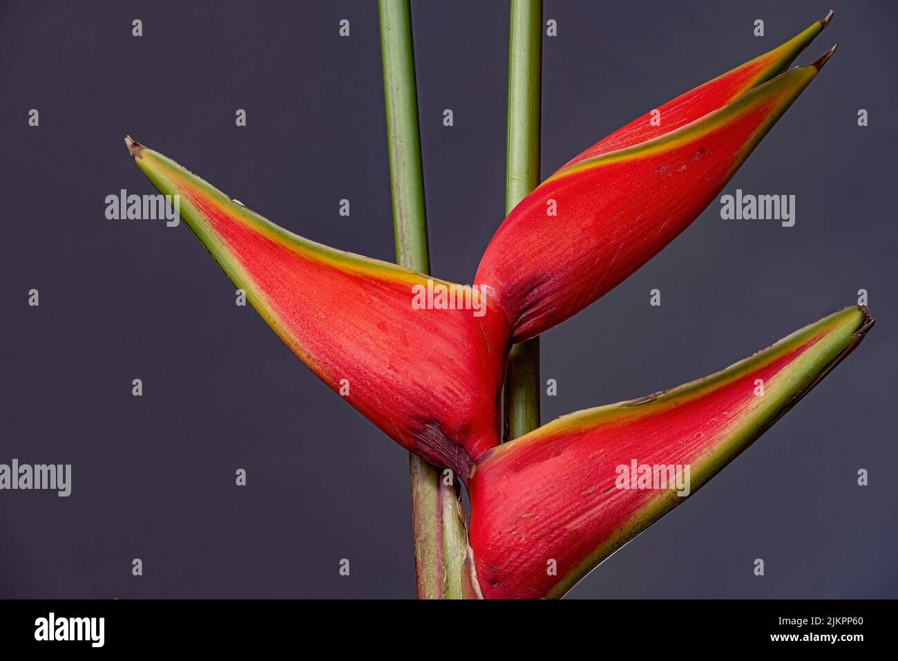 Primo piano dell'Heliconia isolata su sfondo grigio Foto Stock