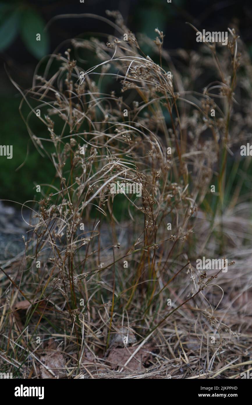 Un primo piano verticale di steli di erba selvatica. Messa a fuoco selezionata. Foto Stock