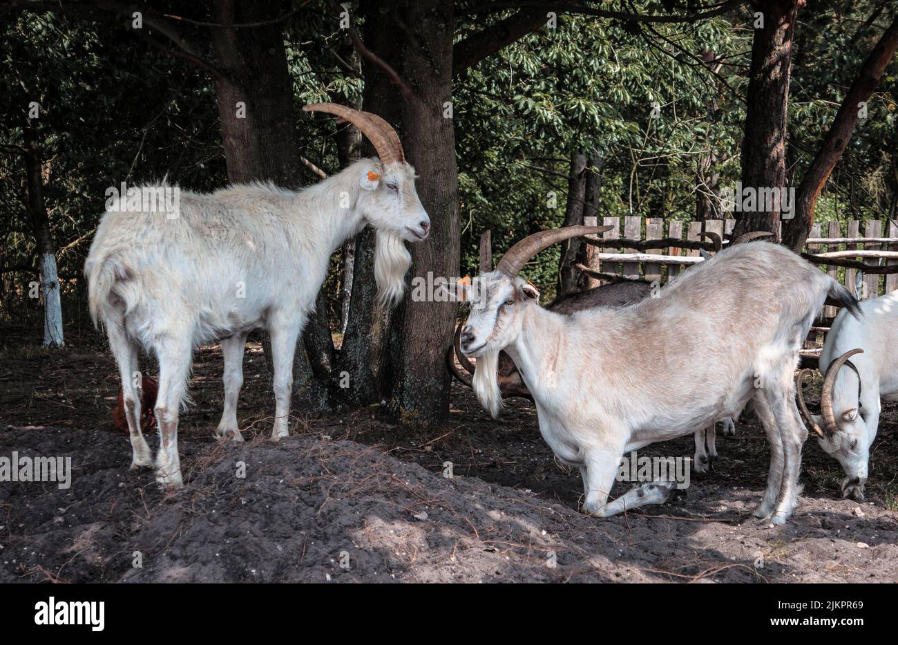 Tre capre bianche domestiche con le etichette arancioni dell'orecchio che camminano su una fattoria Foto Stock
