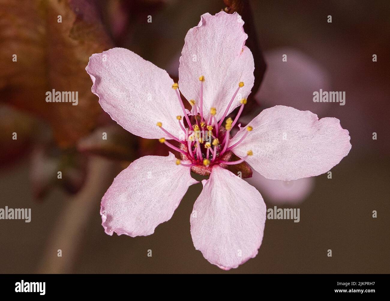 Un primo piano di un fiore sakura rosa fiorente Foto Stock