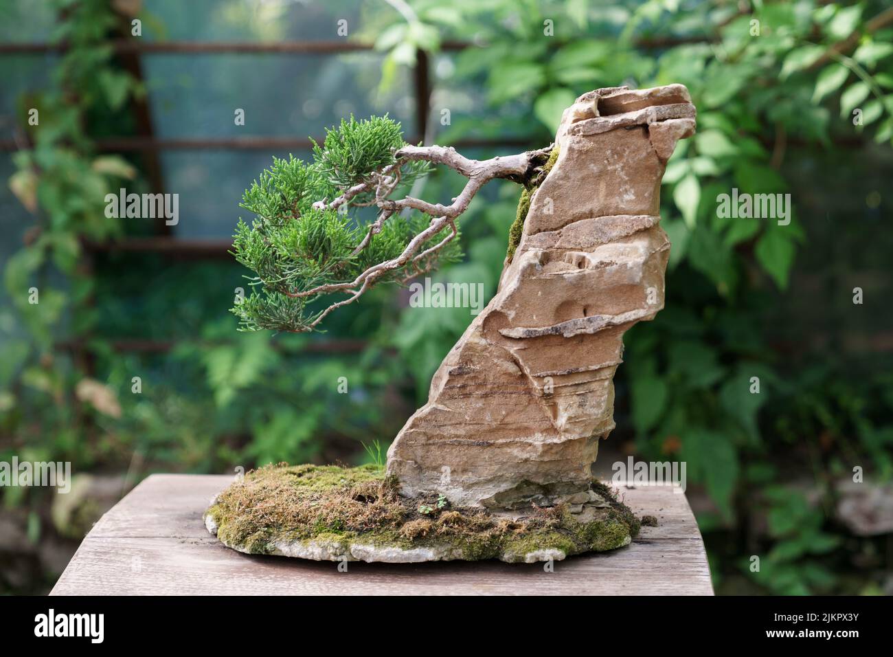 Tradizionale cipresso giapponese bonsai con tronco storto su una roccia in  vivaio vegetale Foto stock - Alamy