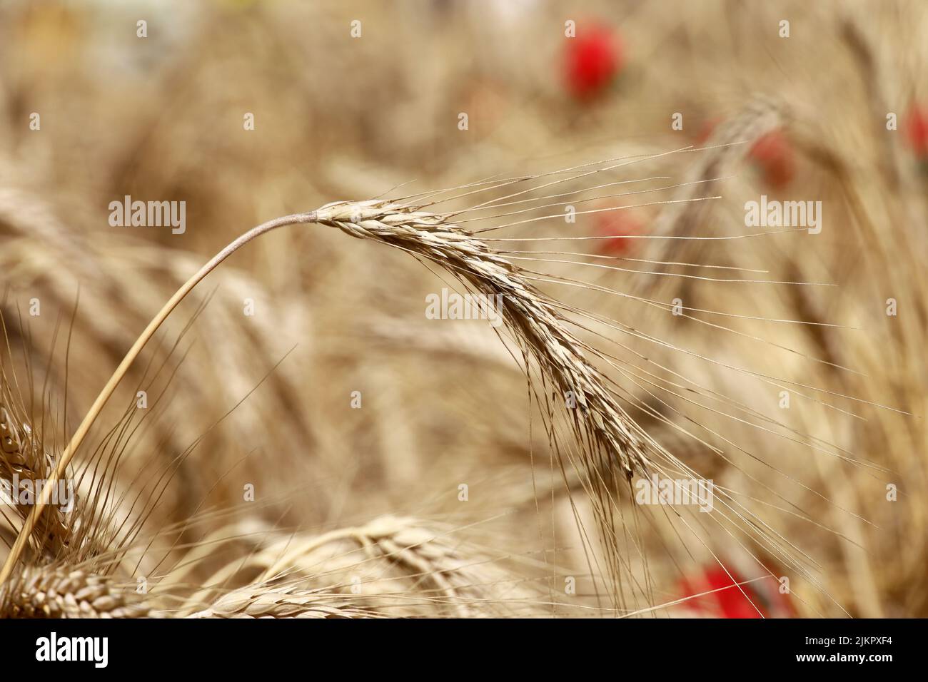 Orecchie di grano sul campo su sfondo rosso papaveri. Scena rurale, sfondo per il raccolto e l'agricoltura Foto Stock