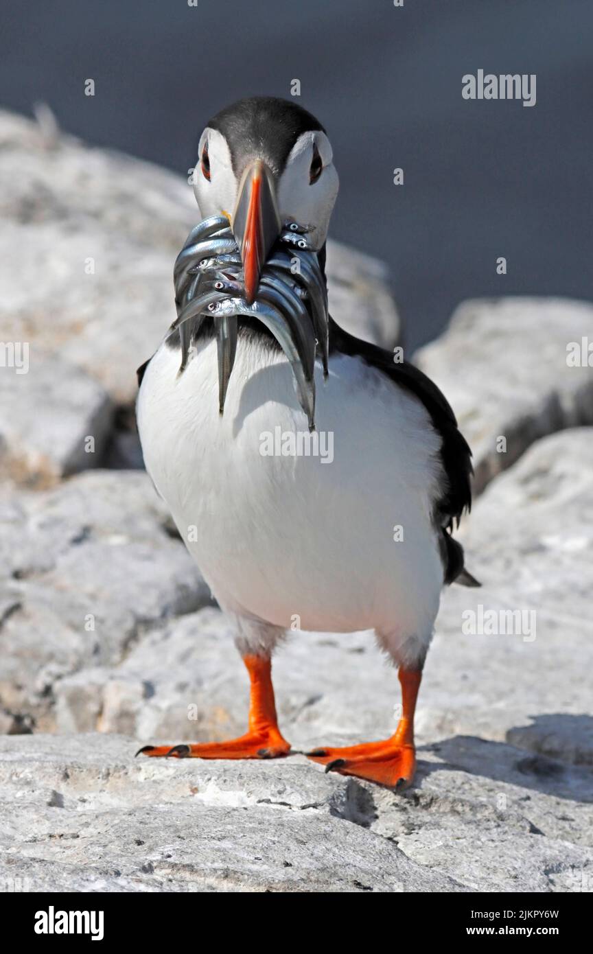 PUFFIN che trasporta il pesce, Regno Unito. Foto Stock