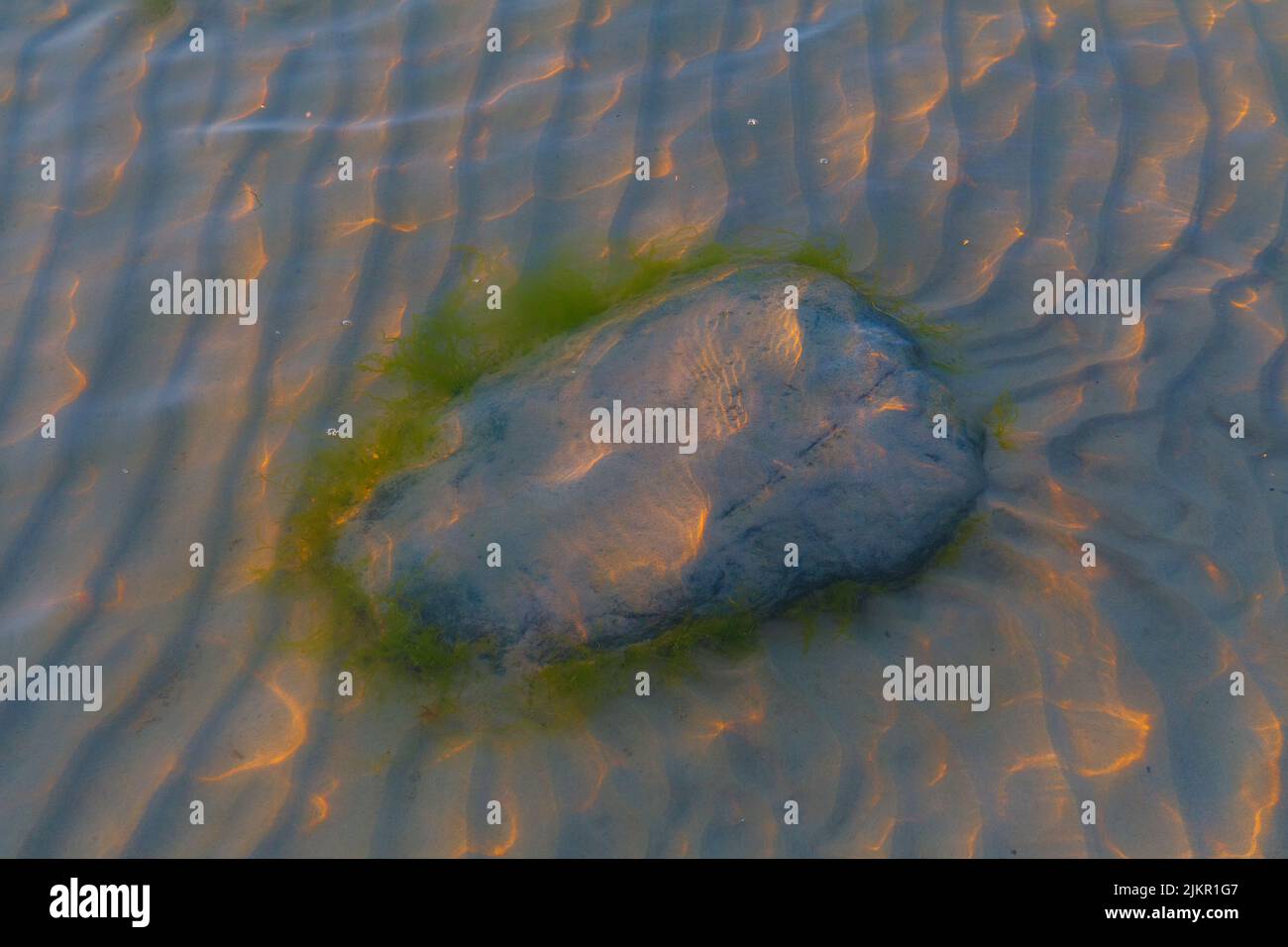 Pietra con alghe sotto l'acqua con riflessi ondulati della luce del sole Foto Stock