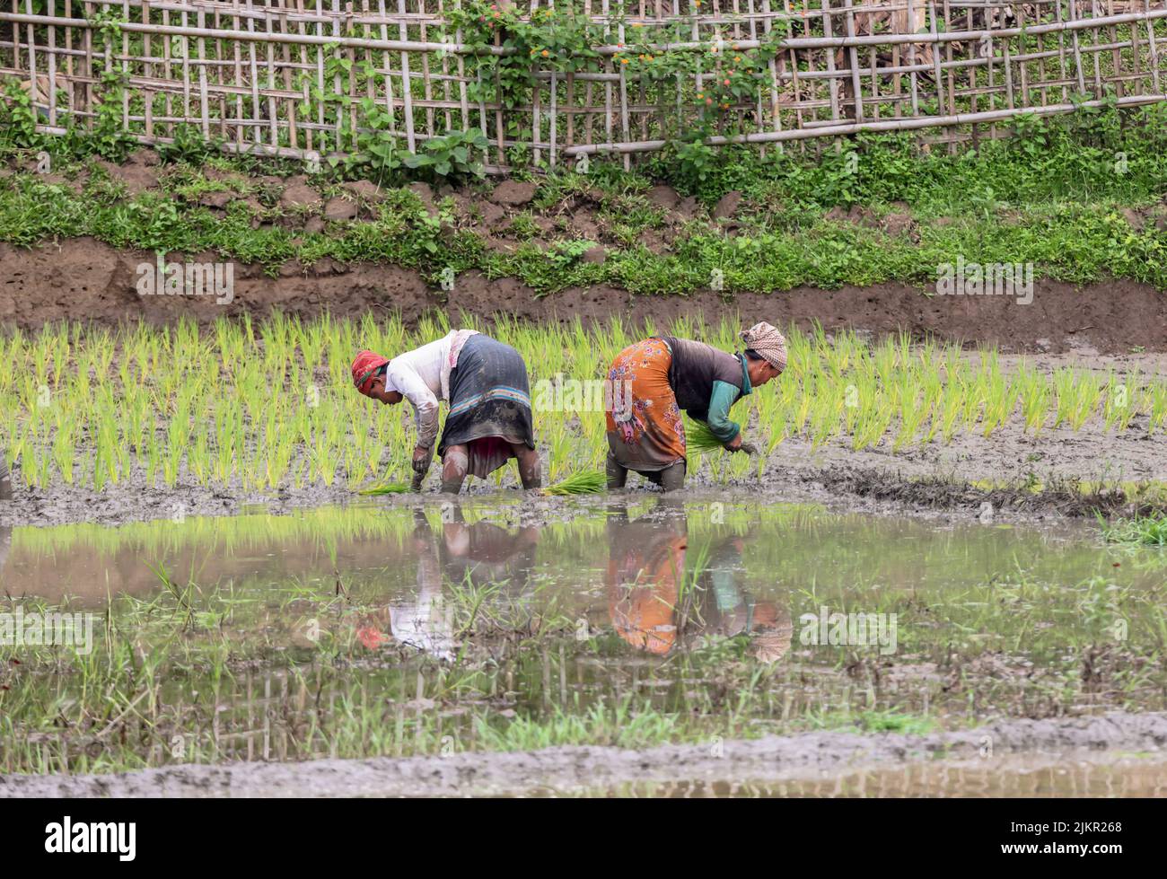 Lavoratrici che lavorano nelle risaie di Chittagong, Bangladesh. Foto Stock