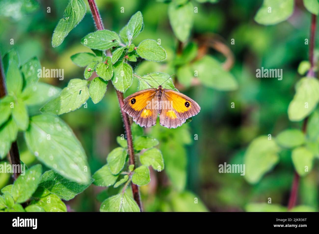 Vista dorsale di una farfalla gatekeeper (o Hedge Brown, Pyronia tithonus) a riposo con ali aperte, Exmouth, Dorset, Inghilterra sud-occidentale Foto Stock