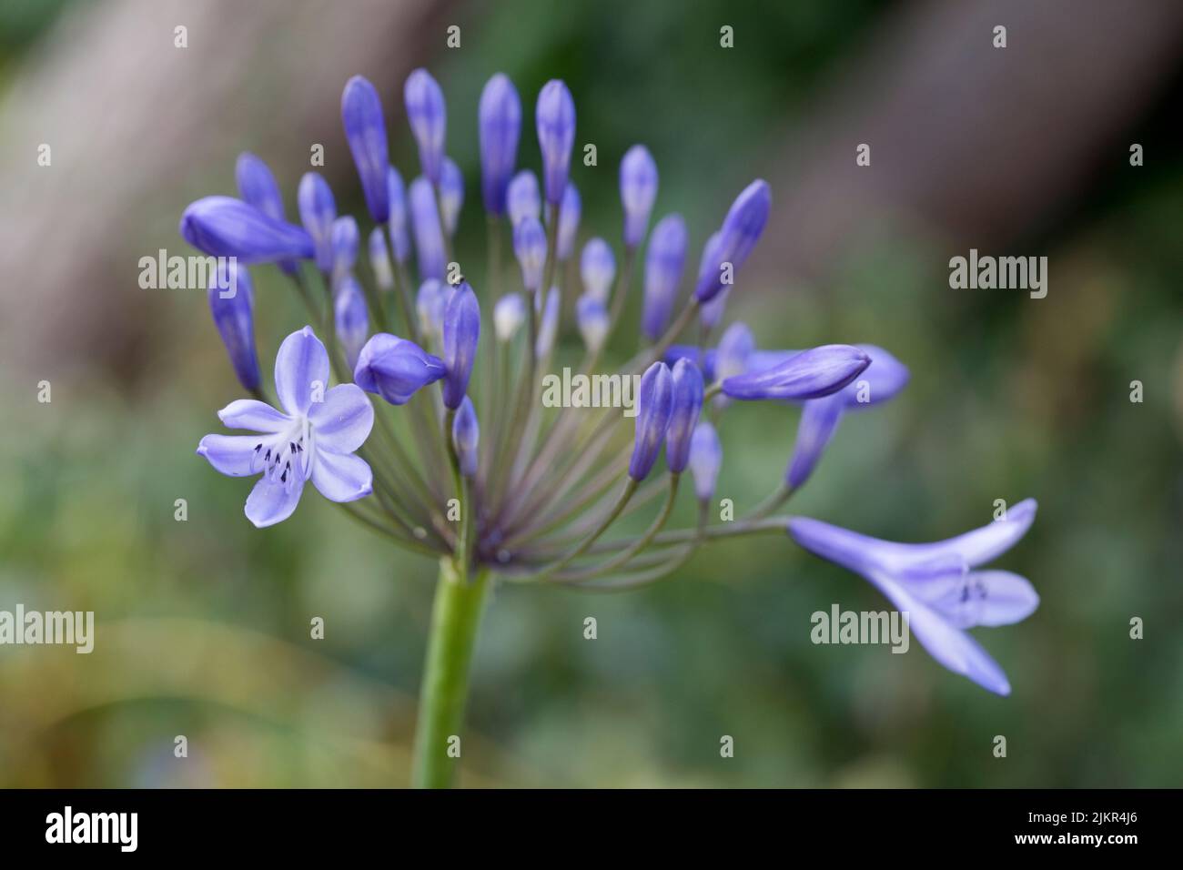 Germogli di fiori blu di Agapanthus Melbourne all'inizio di luglio in un giardino in Inghilterra, Regno Unito Foto Stock