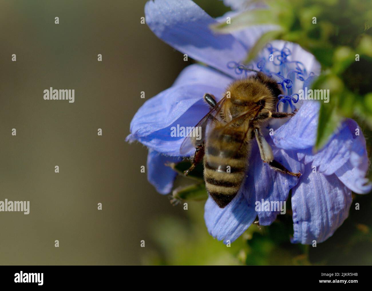 Macro fotografia di un'ape in estate Foto Stock