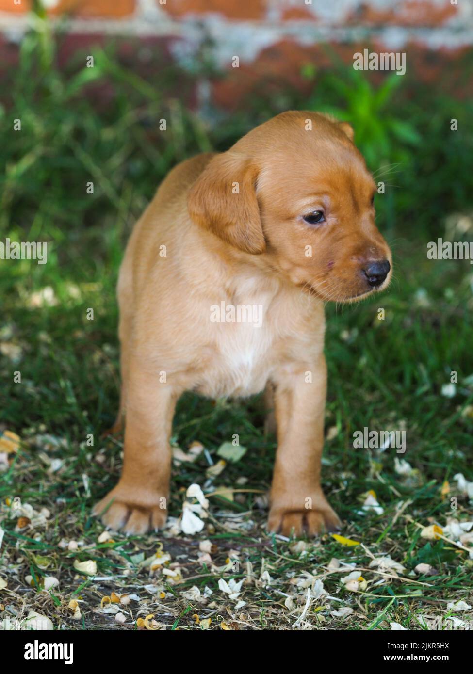Un carino cucciolo di Retriver si trova in un giardino estivo. Foto Stock