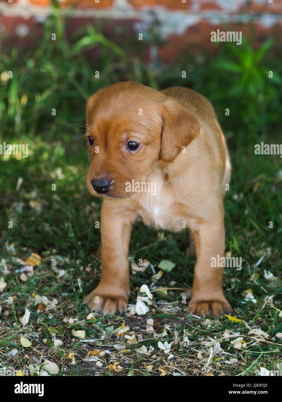 Un carino cucciolo di Retriver si trova in un giardino estivo. Foto Stock