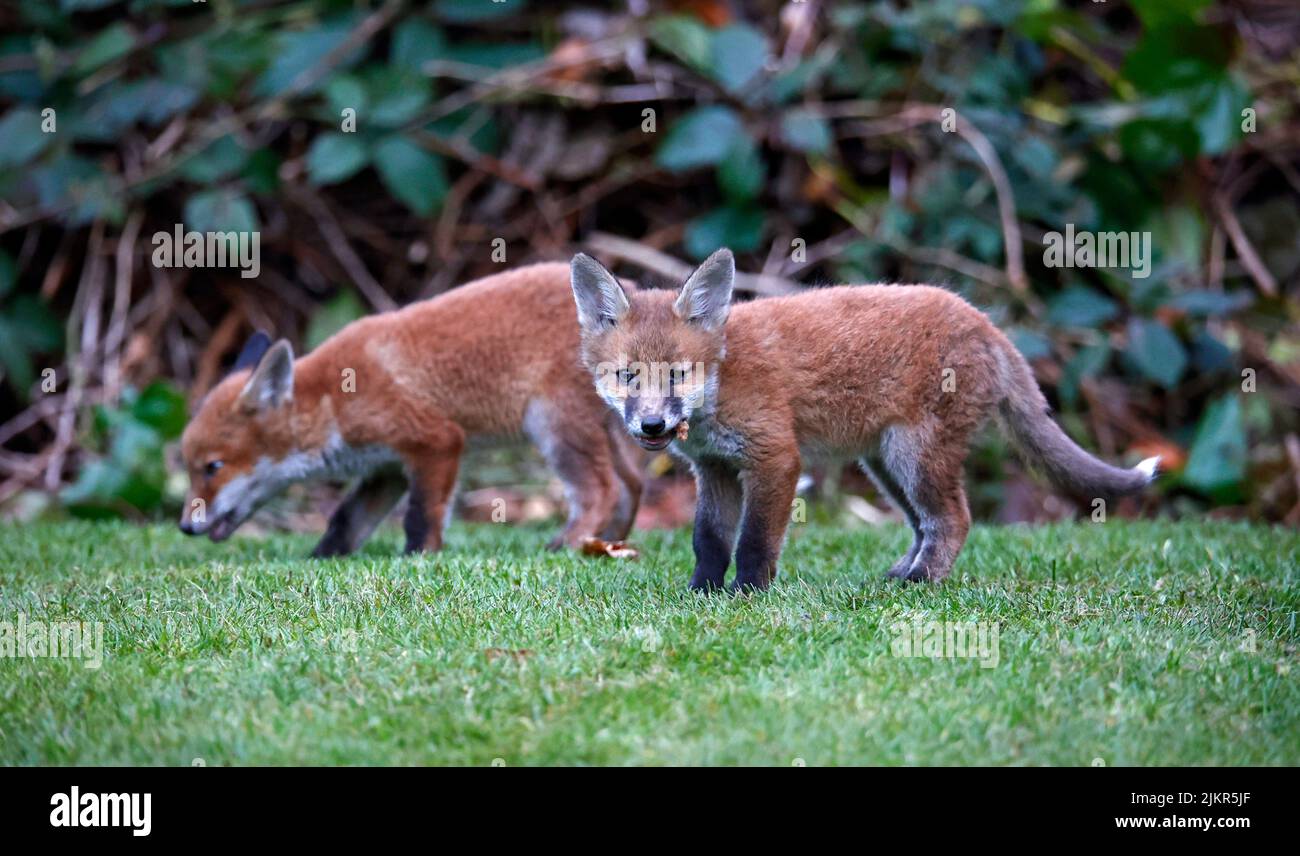 Una famiglia di volpi urbani esplorare il giardino Foto Stock