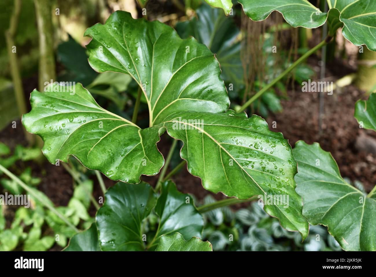 Grande foglia ondulata con i bordi voltati di un'esotica pianta 'Anthurium Brownii' Foto Stock