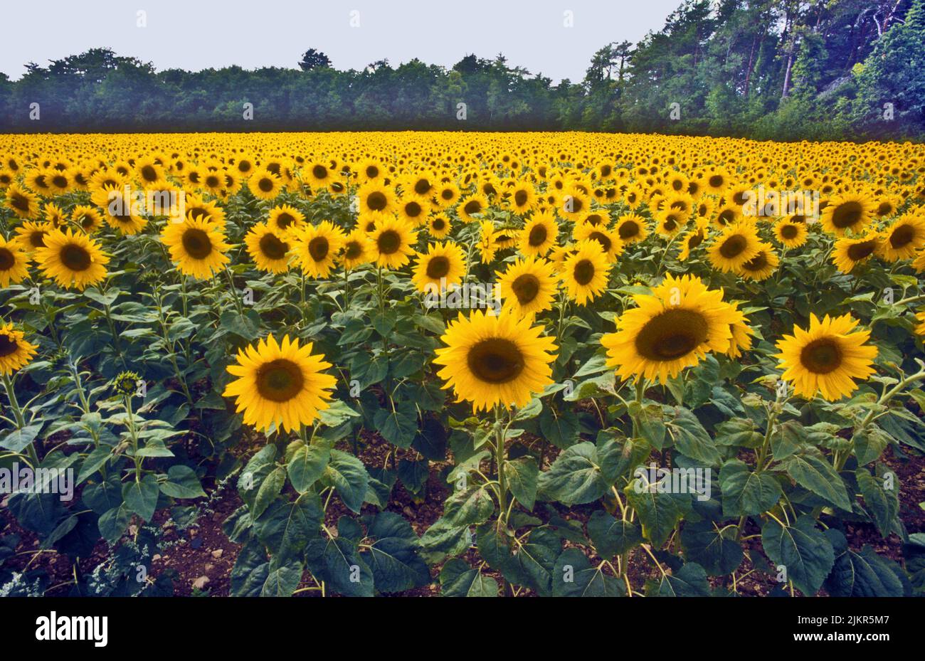 Girasole comune. Teste di fiore rivolte verso est, lontano dal sole del tardo pomeriggio. Foto Stock