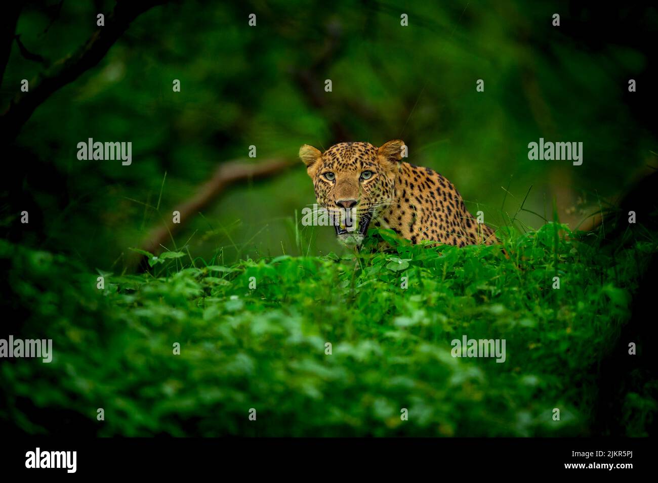 leopardo selvatico indiano maschio o pantera faccia primo piano o ritratto in verde monsone naturale durante il safari all'aperto nella giungla nella foresta dell'india centrale asia Foto Stock
