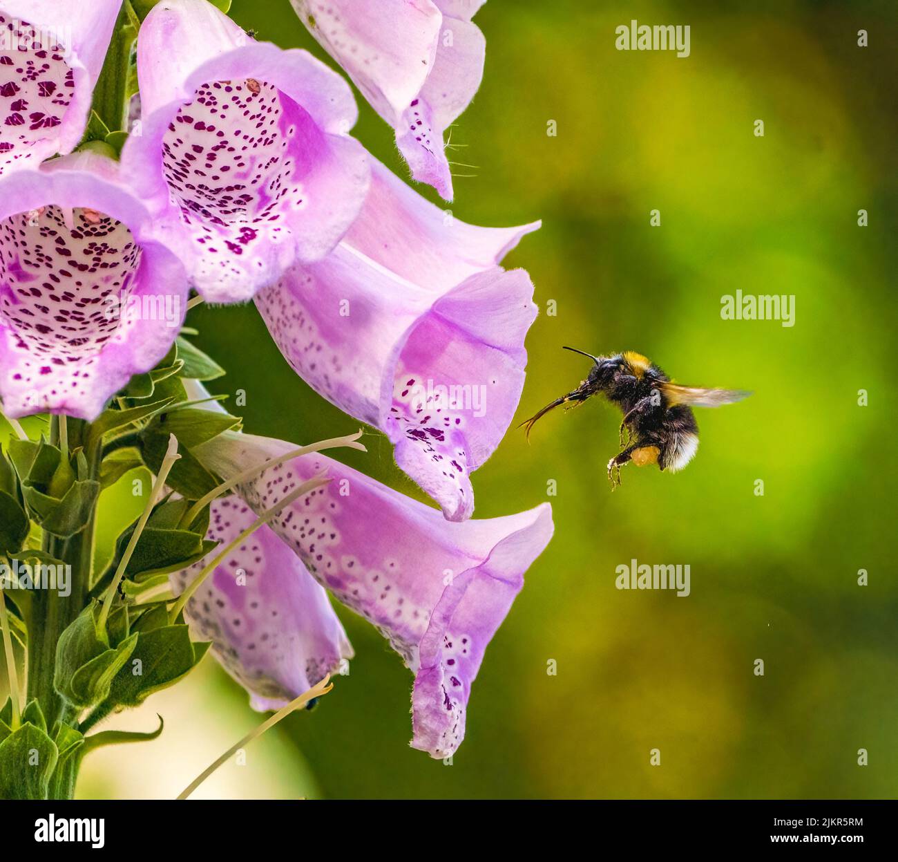 Ape su Foxglove nel giardino di Cotswolds Foto Stock