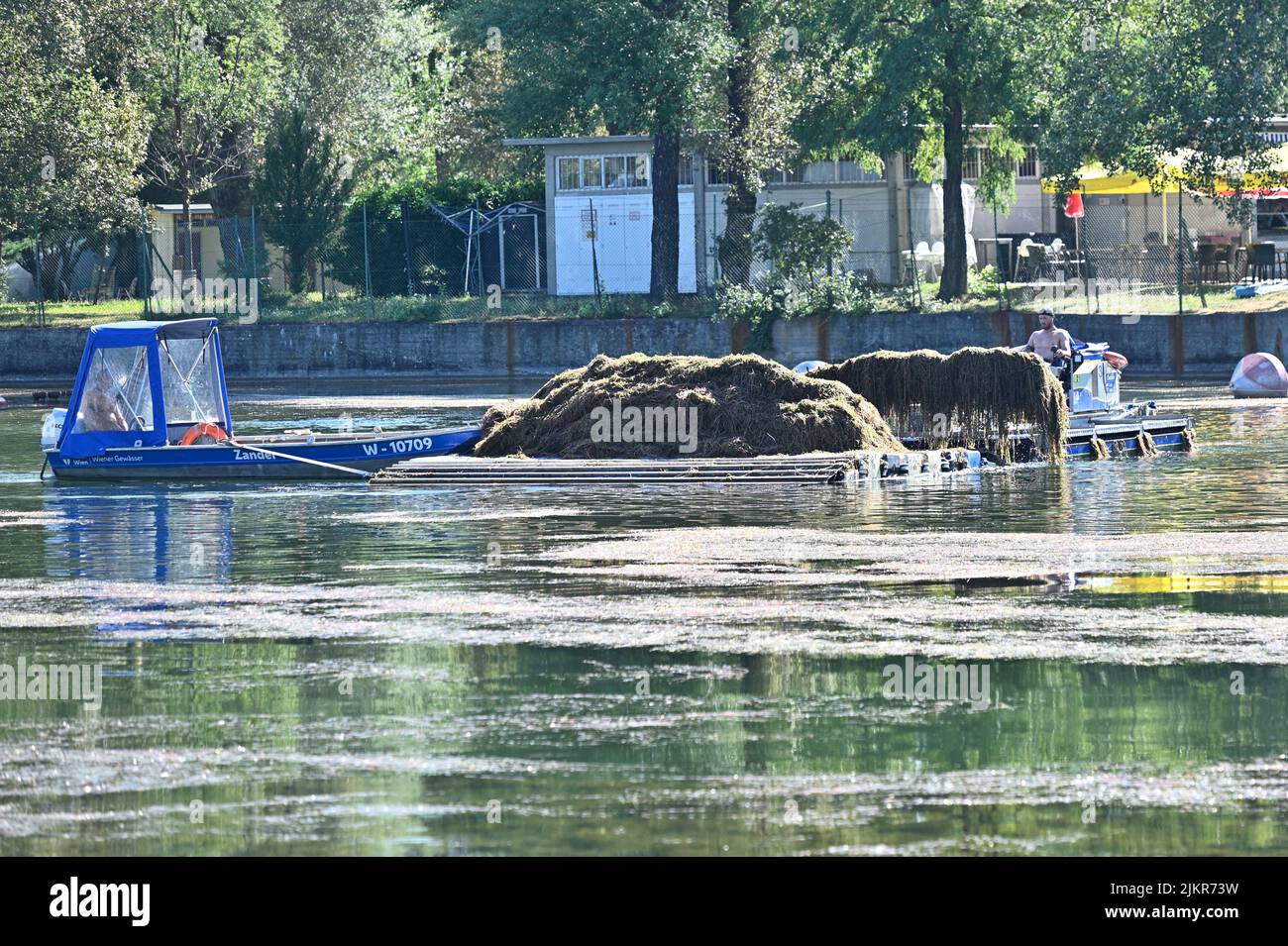 Vienna, Austria. 3rd ago 2022. Taglierina per erbacce sul vecchio Danubio. Da quest'anno, l'alga riccio (Potamogeton crispus) sta crescendo a una velocità di circa 10 centimetri al giorno. 900 tonnellate di talee sono state prelevate dall'acqua fino ad ora. Credit: Franz PERC/Alamy Live News Foto Stock