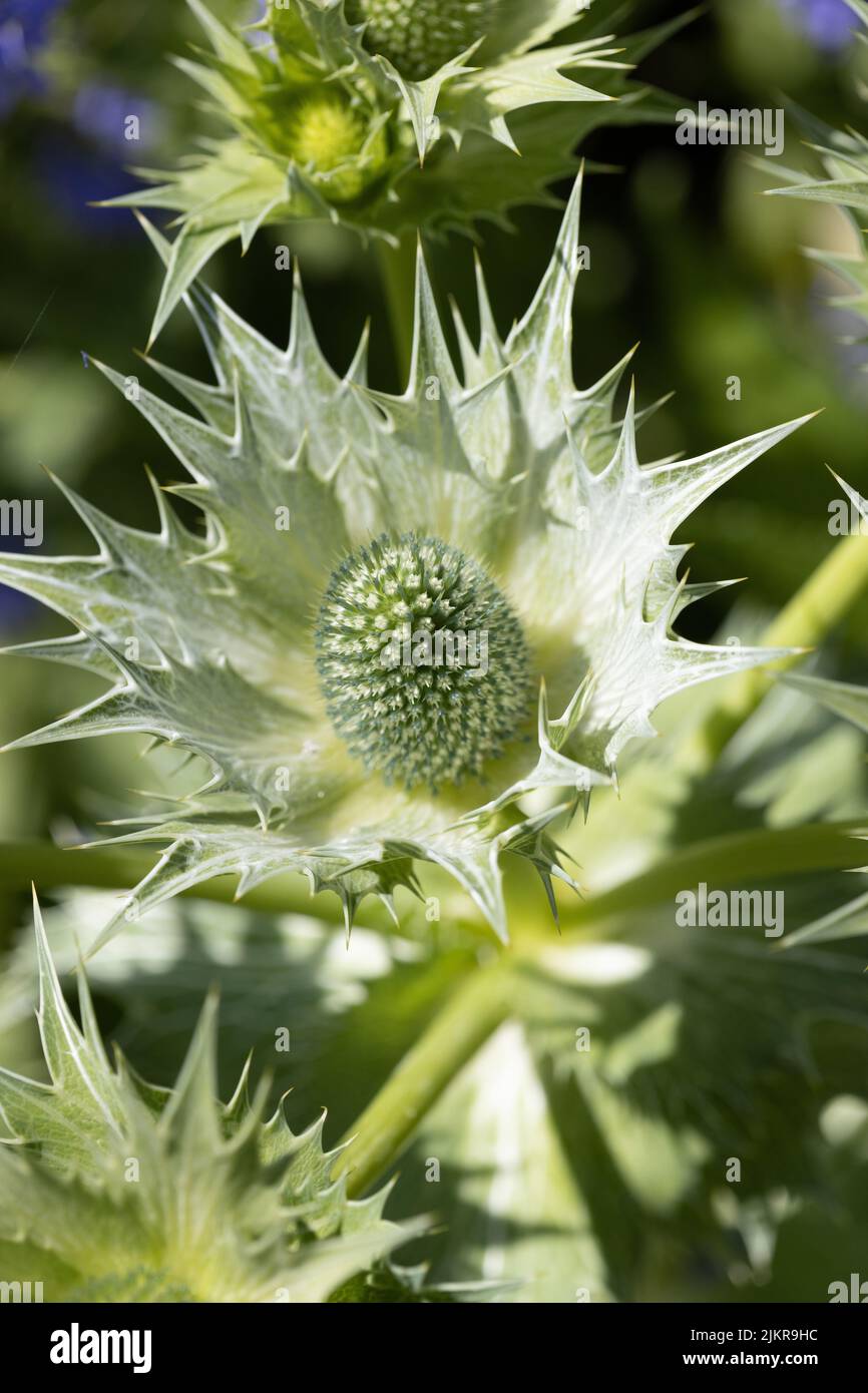 Eryngium globo ornamentale Thistle in Flower Border Foto Stock