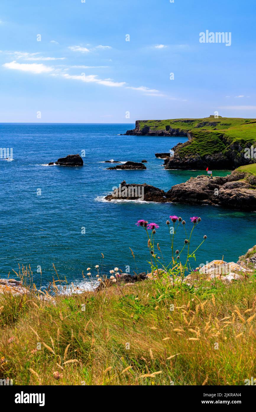 Guardando verso Long Matthew Point da Broadhaven, Pembrokeshire, Galles, Regno Unito Foto Stock