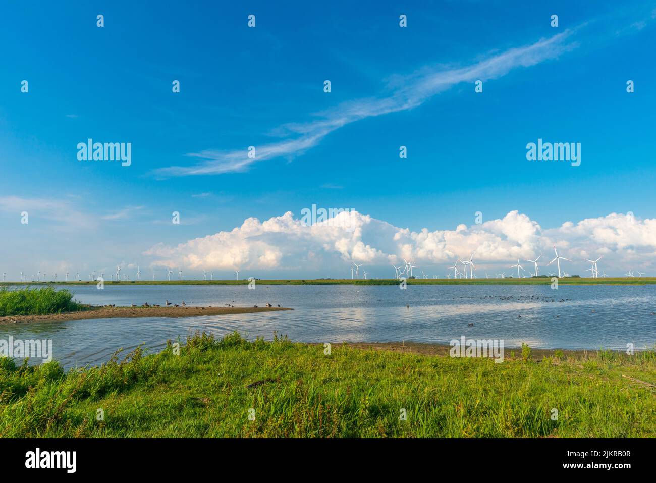 Centrale eolica nelle paludi di Reußenköge, Frisia settentrionale, Mare del Nord, Schleswig-Holstein, Germania settentrionale, Foto Stock