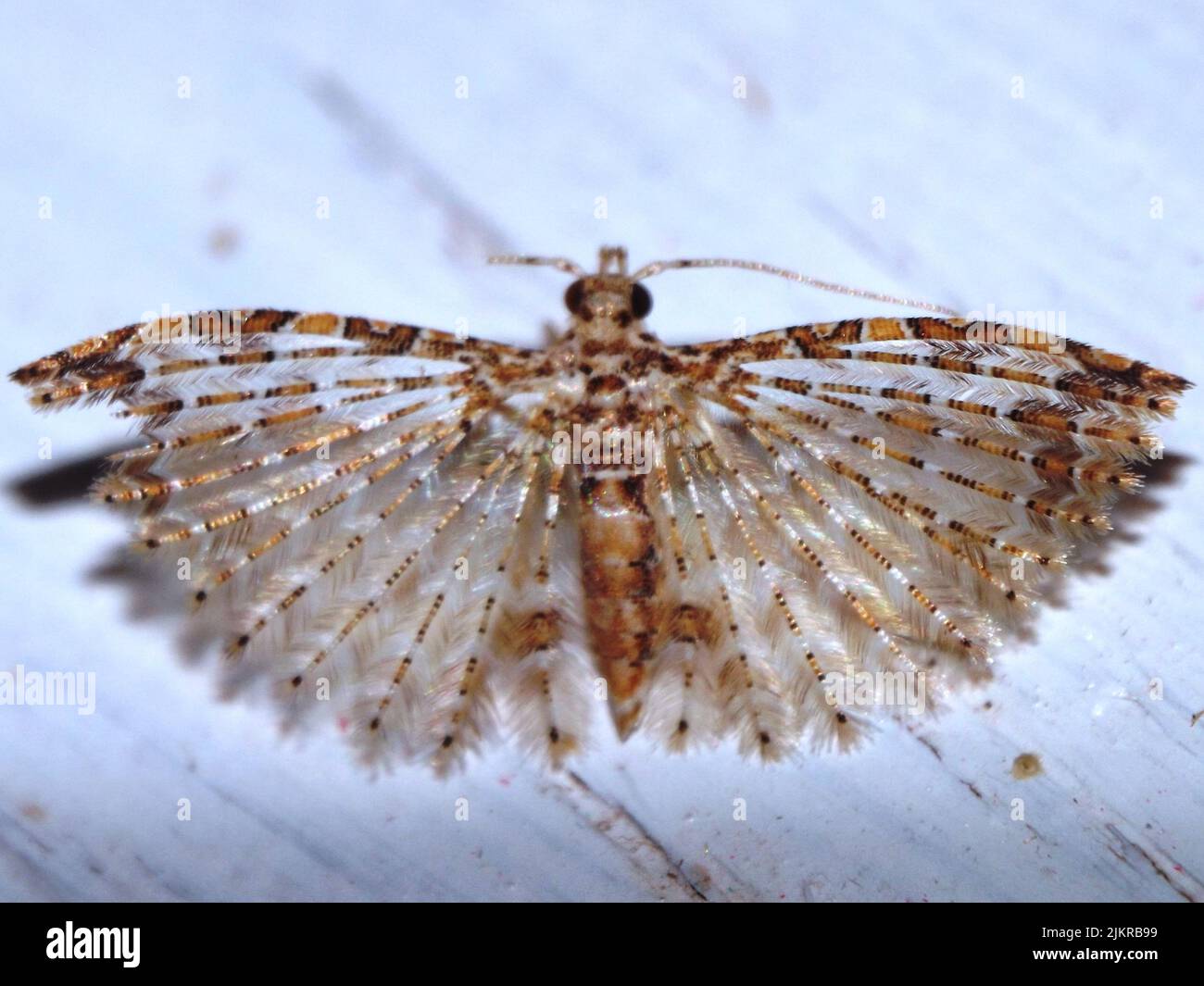 Alucitidae o moto di molti-pirati - specie indeterminate isolate su uno sfondo bianco dalla giungla del Belize, America Centrale Foto Stock