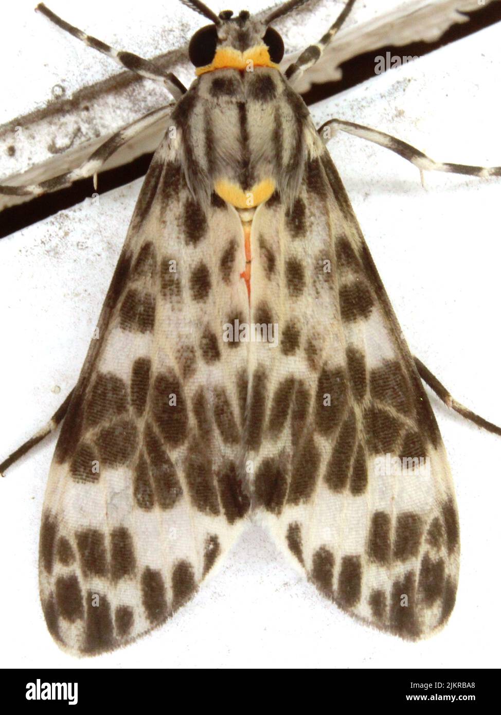 Arctiinae; Arctiini - Heliura Tiger moth specie isolate su sfondo bianco Foto Stock