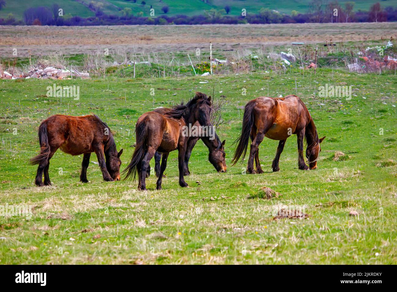 Cavalli selvatici sul prato verde in estate - Serbia Foto Stock