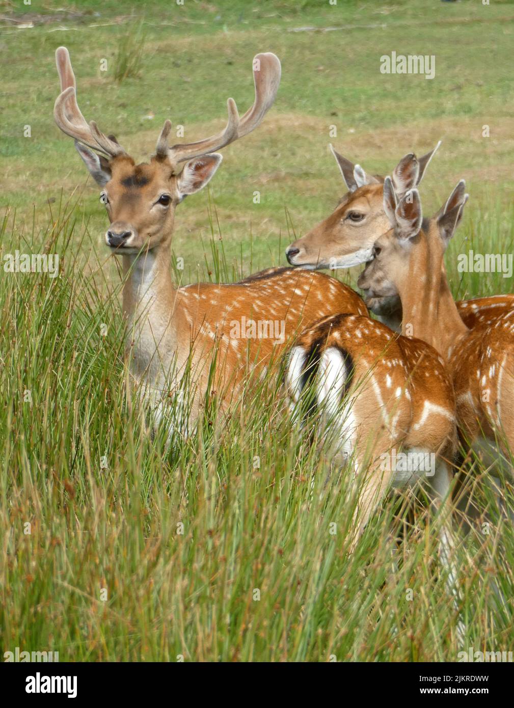 Un gregge di cervi europei in erba alta. Un buck ed alcuni fa. Il buck sta osservando nervoso. Foto Stock