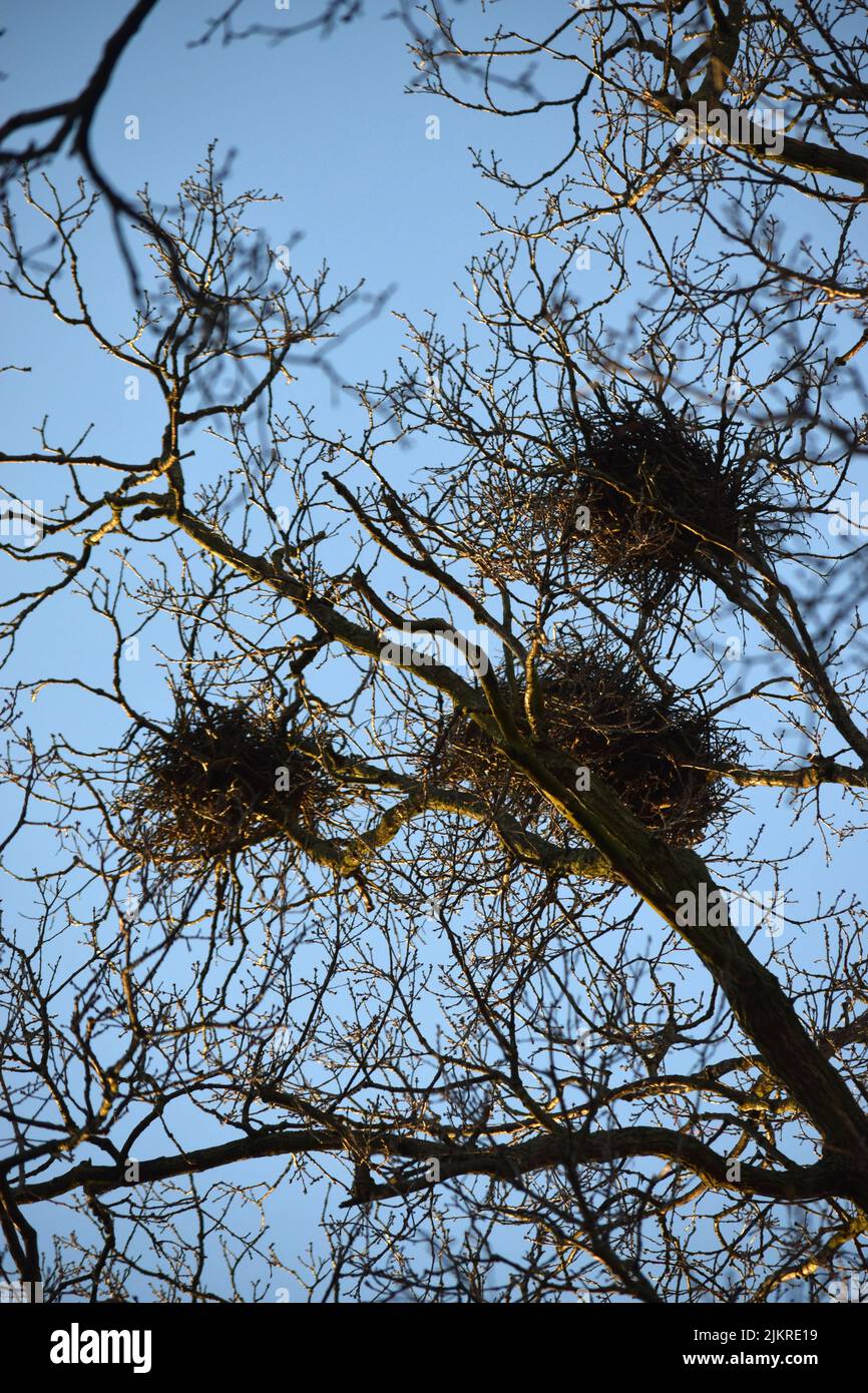 gli uccelli nidificano nell'albero, inghilterra Foto Stock