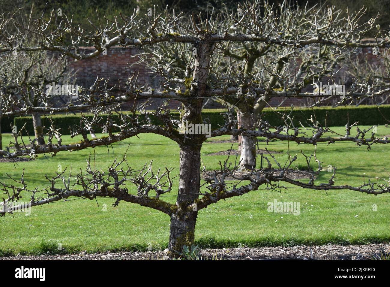 alberi di mele spaliered, inghilterra Foto Stock