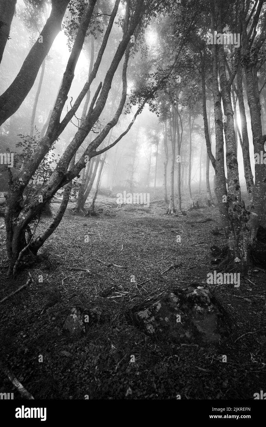 Un bosco oscuro e misterico O una foresta oscura e misteriosa, boschi infestati, una foresta scura e cremosa con alberi antichi. Un vero e proprio ambiente horror con alberi e nebbia. Foto Stock