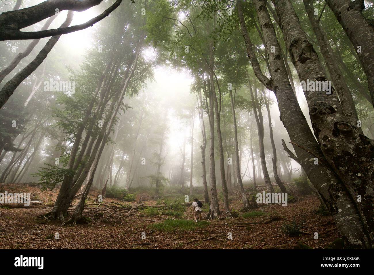 Una persona che cammina da sola in un bosco/foresta oscuro e misteriosa, in boschi infestati da fantasmi, in una foresta scura e creposa con alberi antichi. Ambiente orrore con alberi e nebbia. Foto Stock