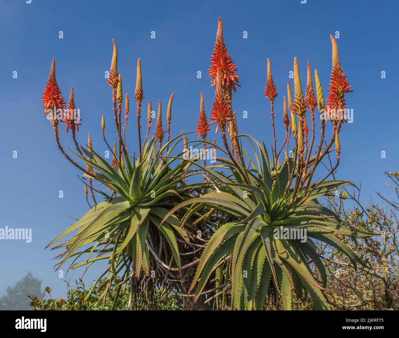 Aloe vera in fiore alla finestra di Dio nella riserva naturale del fiume Blyde nella regione di scarpata di Drakensberg nella parte orientale di Mpumalanga Sud Afica Foto Stock