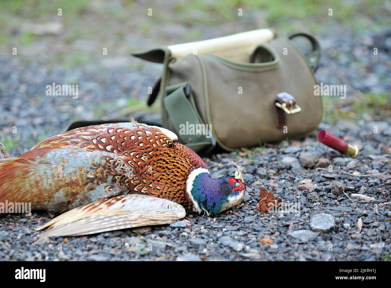 fagiano morto in un fagiano sparare Foto Stock