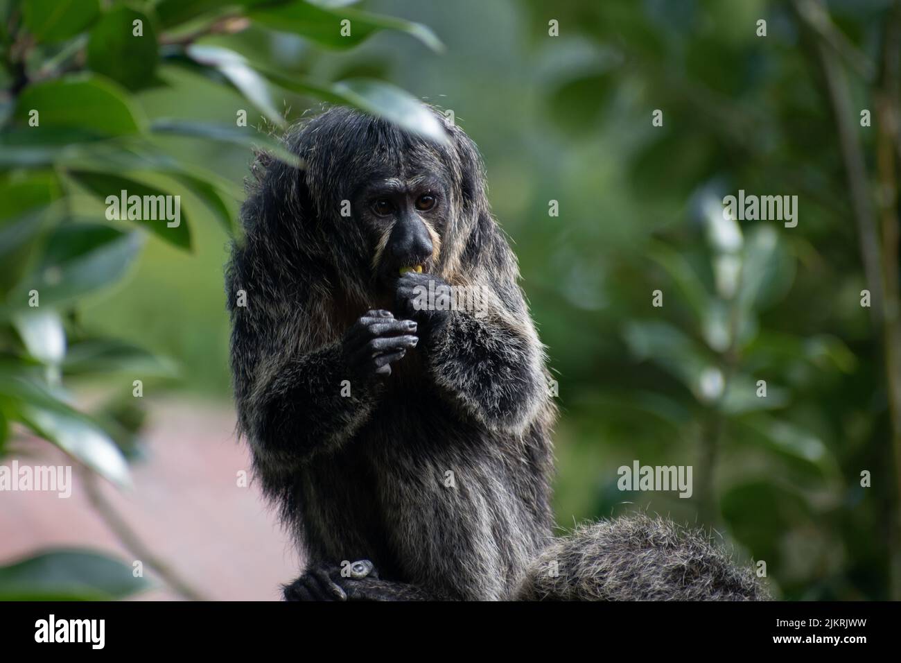 Primo piano di un saki bianco-fronte (Pitecia pithecia) contro uno sfondo sfocato, mangiare una bacca Foto Stock