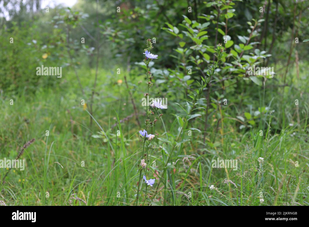 Cicoria comune nel prato estivo Foto Stock